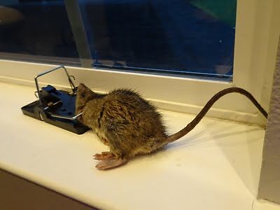 rodent trapping