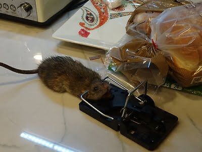 rodent trapping